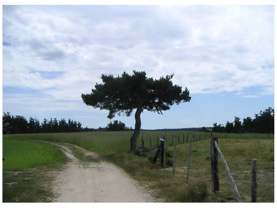 Camino de Santiago - photo 30