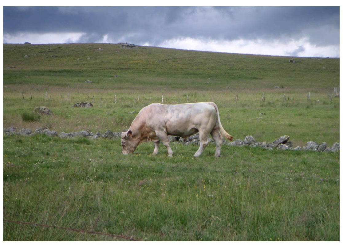 Camino de Santiago - photo 38