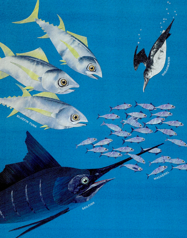 BLUEFIN TUNA SHEARWATER SAILFISH MACKEREL Big Fish Eat Little Fish At a - photo 13