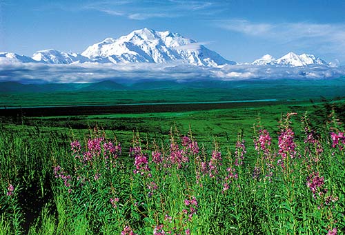 fireweed with Mount Denali in the distance old cache with Christmas lights - photo 16