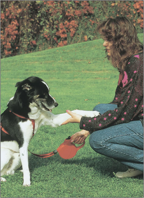 Shake hands with a well-mannered well-trained delightful dogyour dog From - photo 4