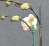 The Orchid Whisperer Expert Secrets for Growing Beautiful Orchids - image 12