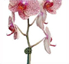 The Orchid Whisperer Expert Secrets for Growing Beautiful Orchids - image 14