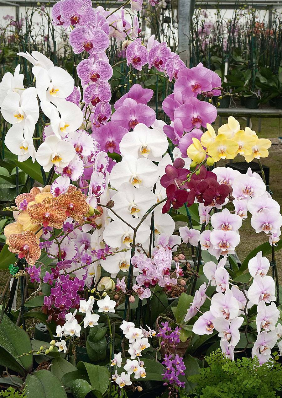 Beautiful easy-to-grow phalaenopsis with their long-lasting flowers are a - photo 4