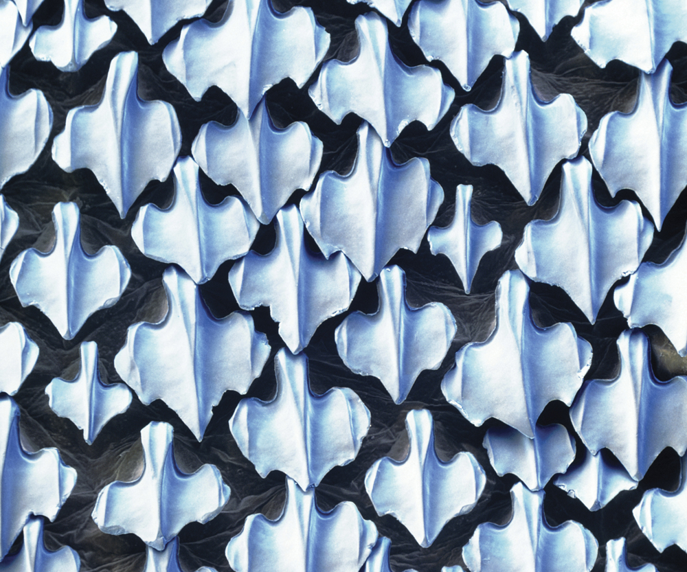 Image Credit Photo Researchers Inc Eye of Science These shark scales are - photo 7