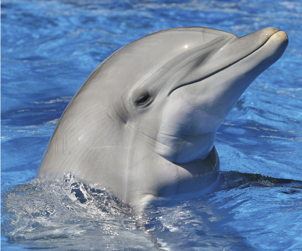 Image Credit Shutterstockcom Bottlenose dolphin A dolphin does not have - photo 8