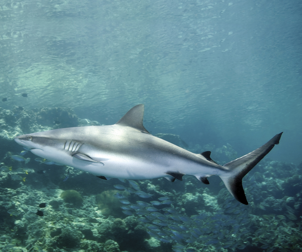 Image Credit Shutterstockcom Reef shark A shark has a powerful tail that - photo 9