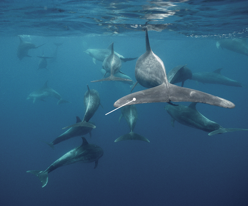 Image Credit Tui De Roy Bottlenose dolphins A dolphins strong fluke moves up - photo 10