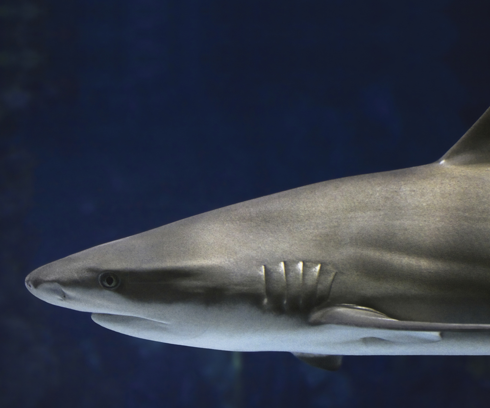 Image Credit Shutterstockcom A shark has gills Gills take oxygen from the - photo 11