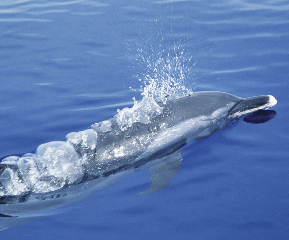 Image Credit PacificStockPhotolibrary A dolphin has lungs Lungs take oxygen - photo 12