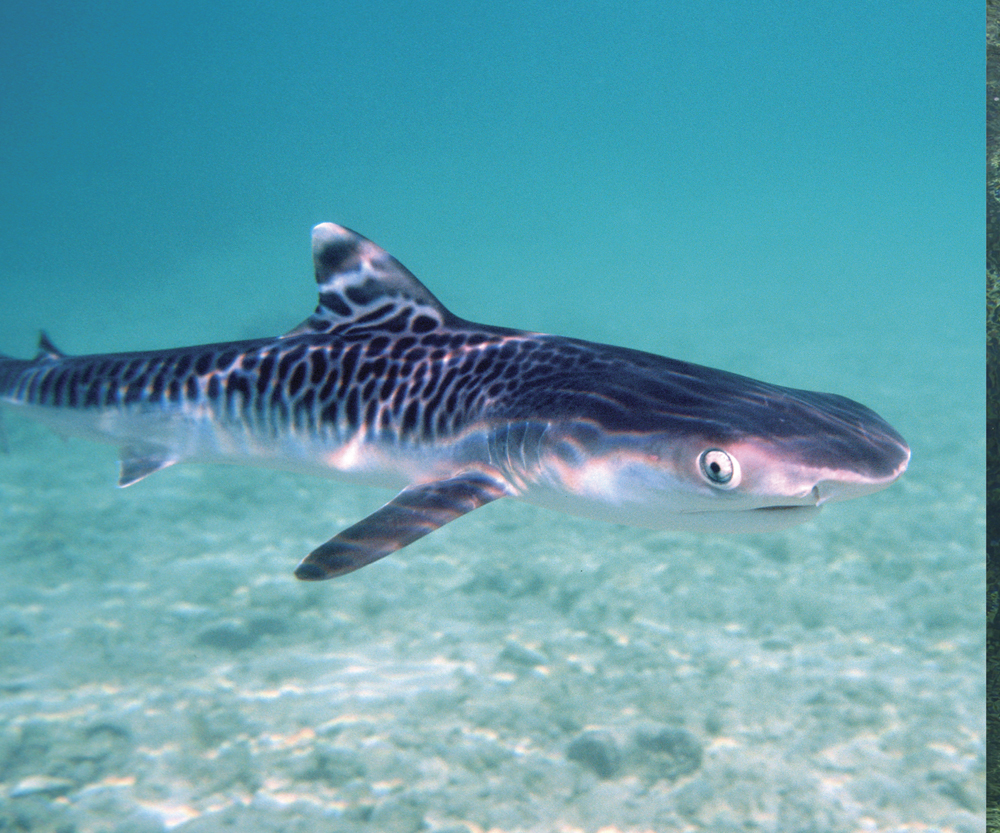 Image Credit SeaPicscom Tiger shark pup A young shark is called a pup Mother - photo 13