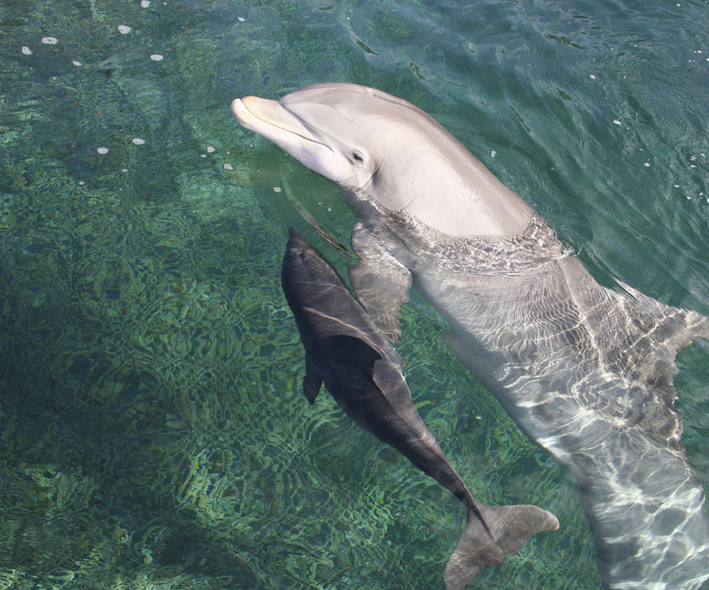 Image Credit Debra McGuire Atlantic bottlenose dolphins A baby dolphin is - photo 14