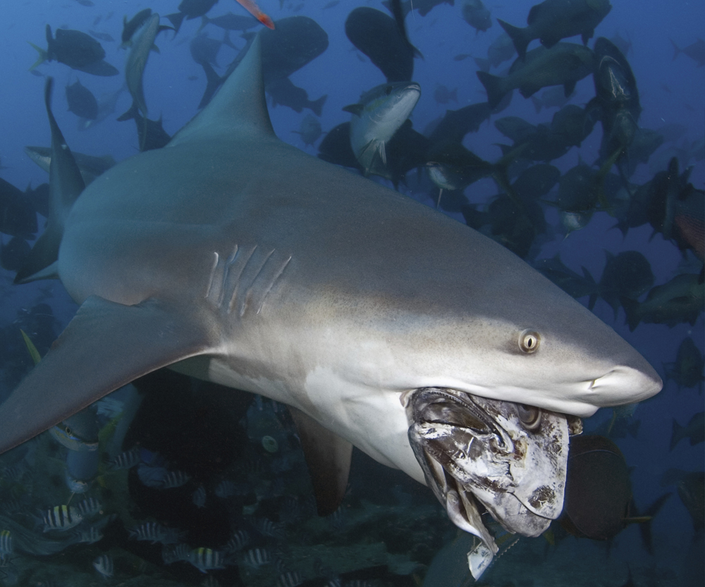 Image Credit Michael Patrick ONeill Bull shark A shark uses smell to find - photo 15