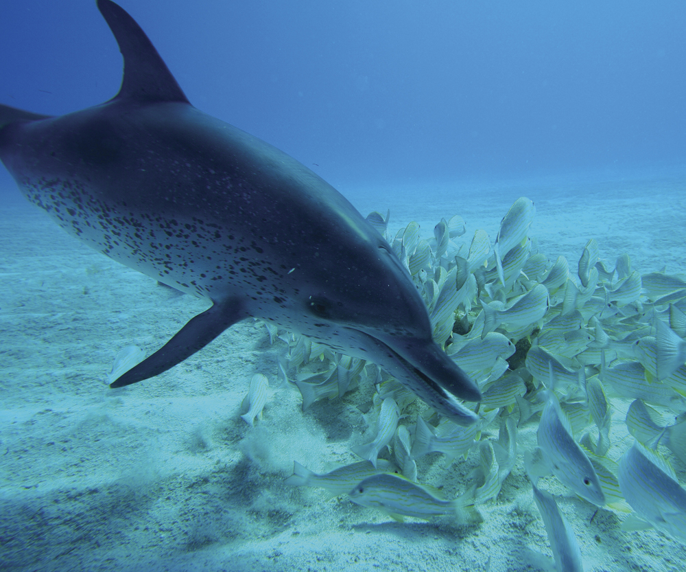 Image Credit Minden Pictures Hiroya Minakuchi Atlantic spotted dolphin A - photo 16