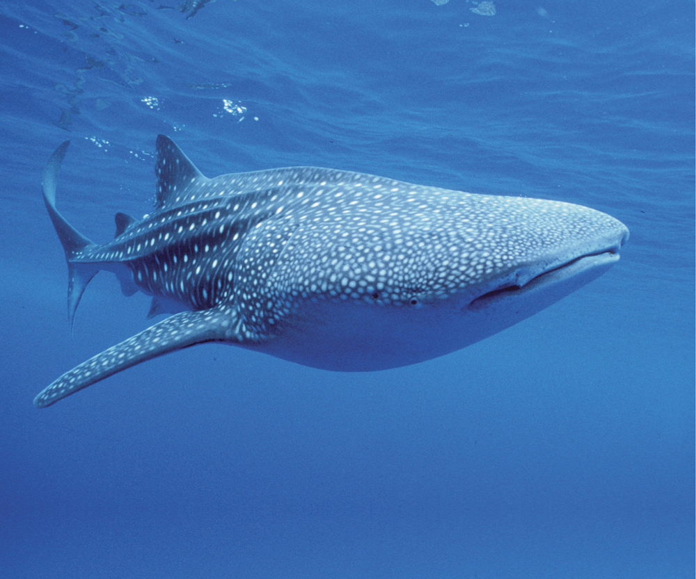 Image Credit SeaPicscom Whale shark A whale shark is longer than two school - photo 19