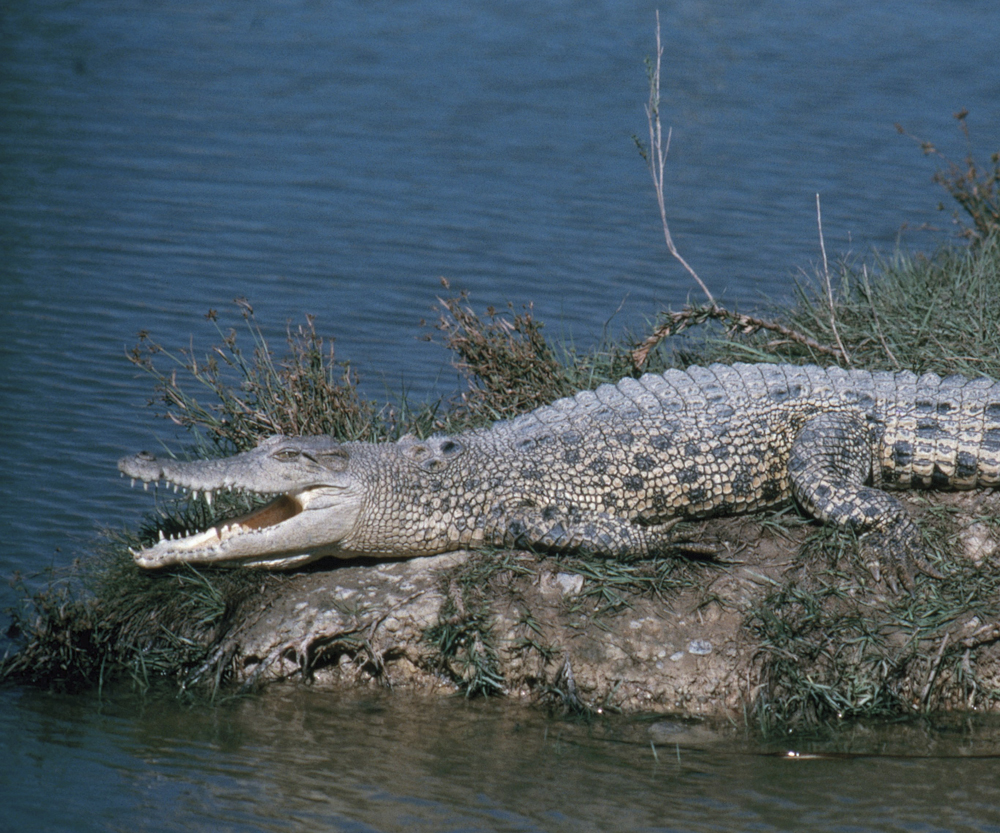 Image Credit Photo Researchers Inc E R Degginger Which of these reptiles - photo 4