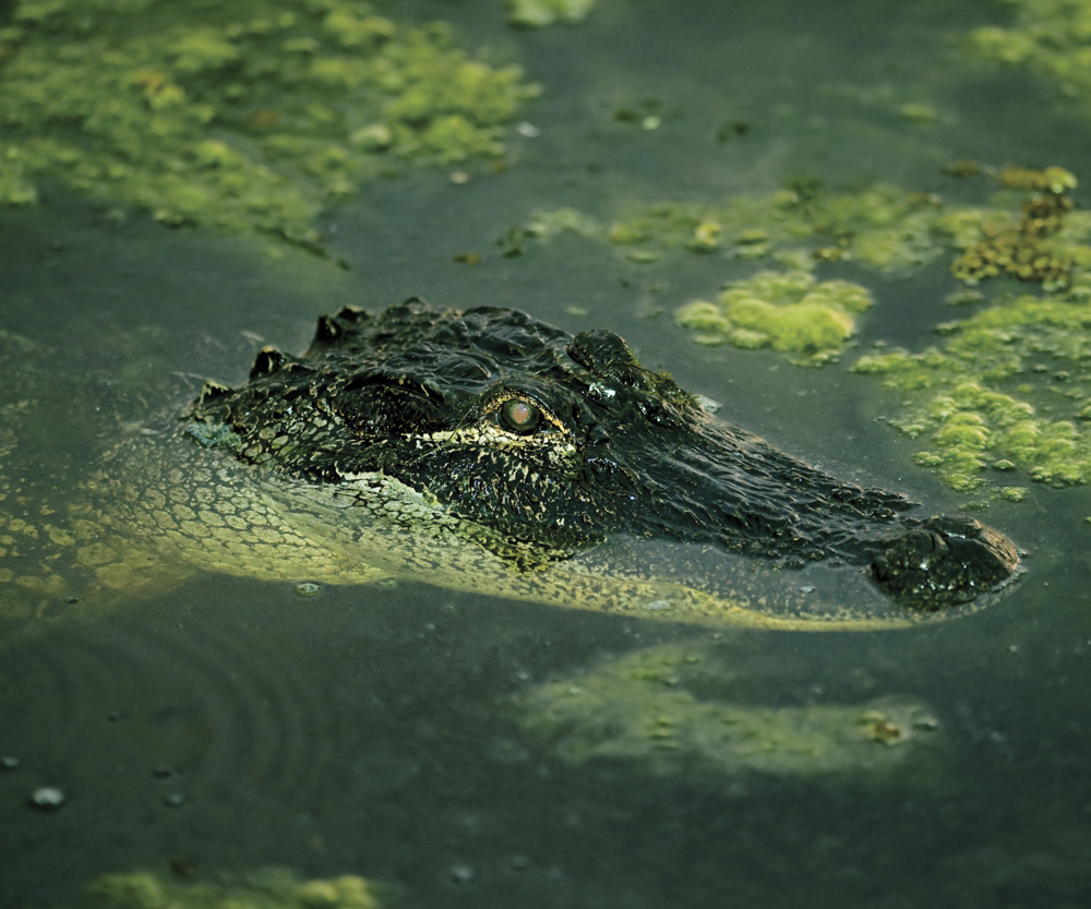 Image Credit Shutterstockcom Alligators live in freshwater Lakes streams - photo 5