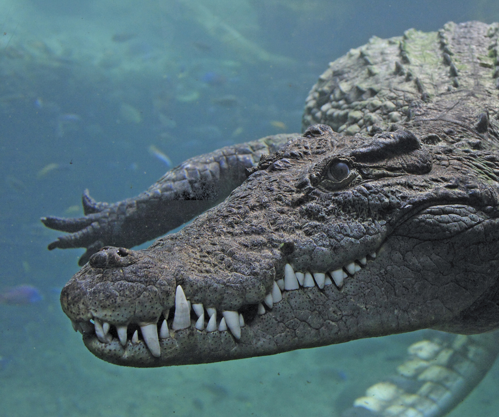 Image Credit Shutterstockcom Crocodiles can live in freshwater They can also - photo 6