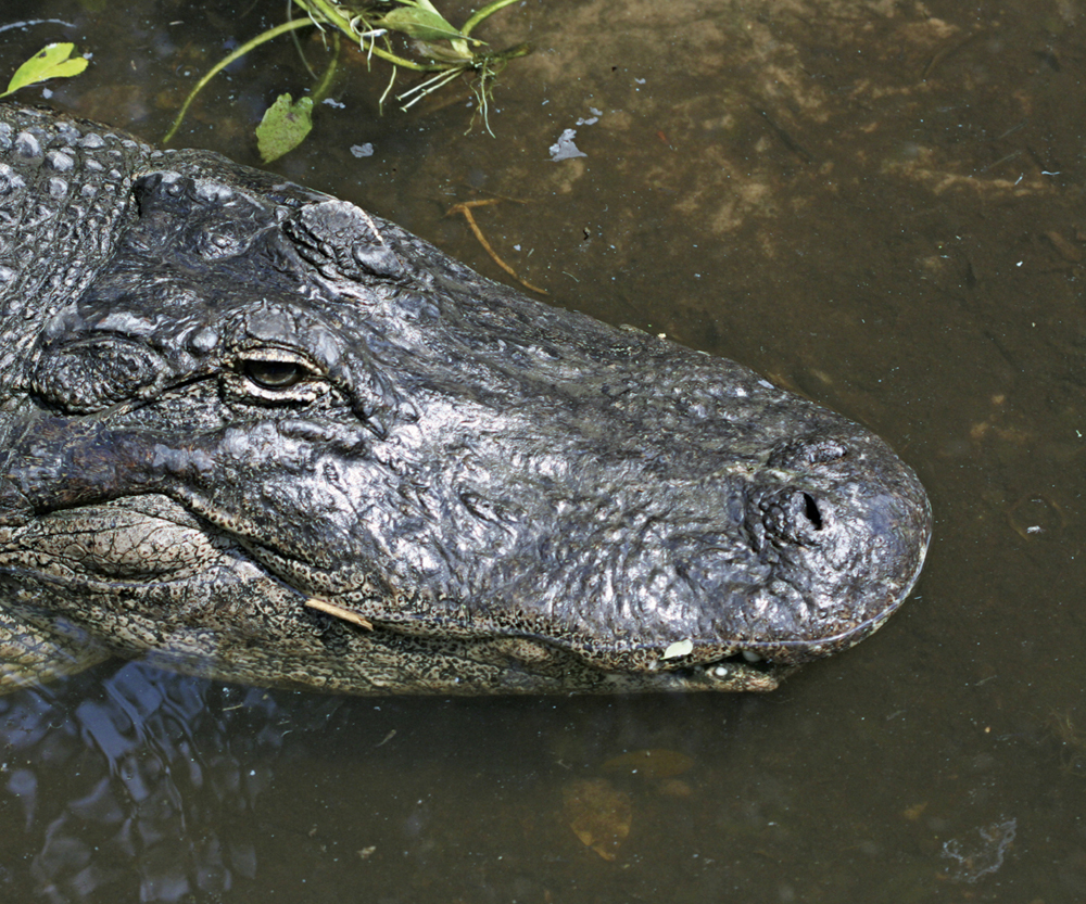 Image Credit Yobro10iStockphotocom An alligator has a wide rounded snout - photo 7