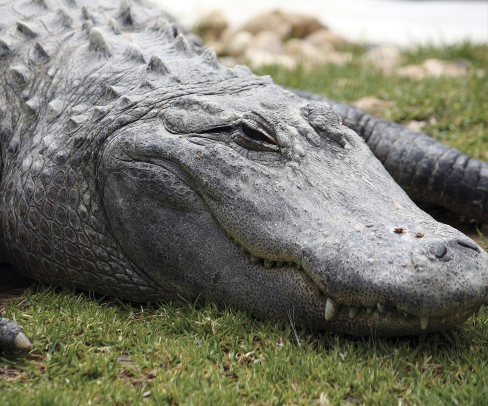Image Credit Shutterstockcom An alligator has a wide upper jaw Its lower jaw - photo 9