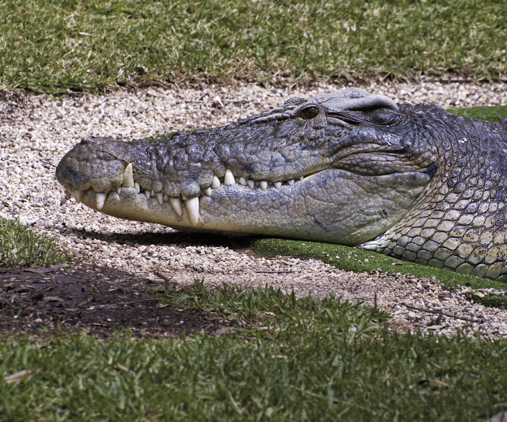 Image Credit Shutterstockcom A crocodiles jaws are the same size When its - photo 10