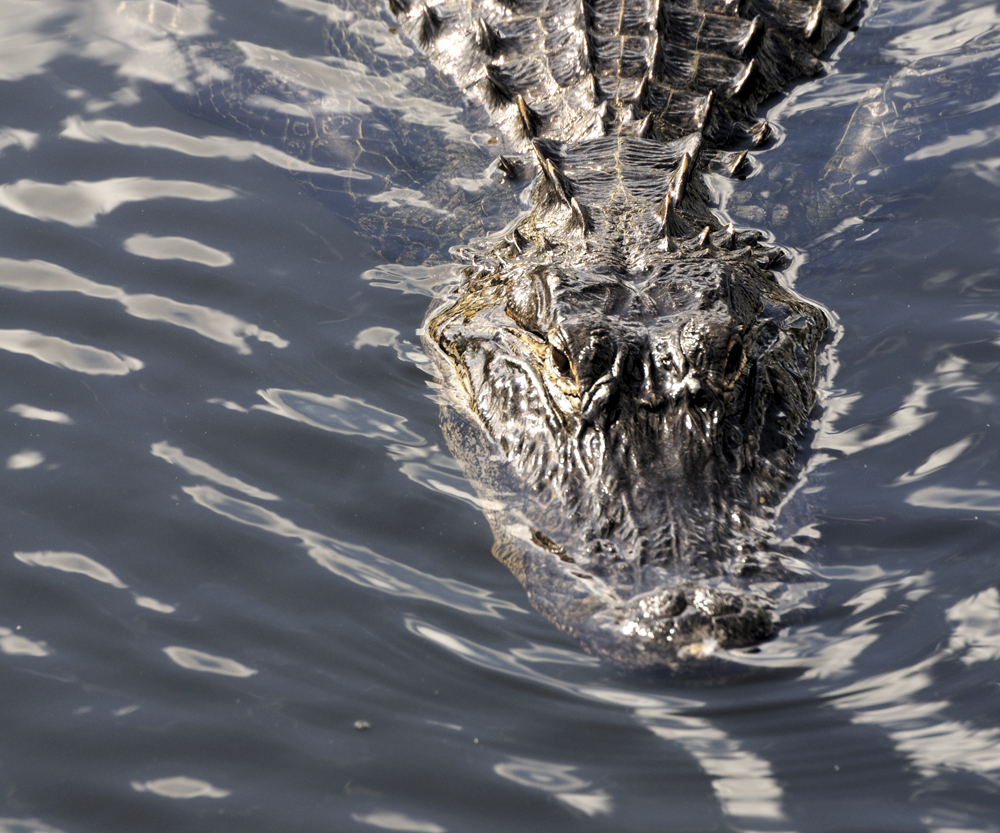 Image Credit Shutterstockcom An alligator has dark skin It looks black as it - photo 11