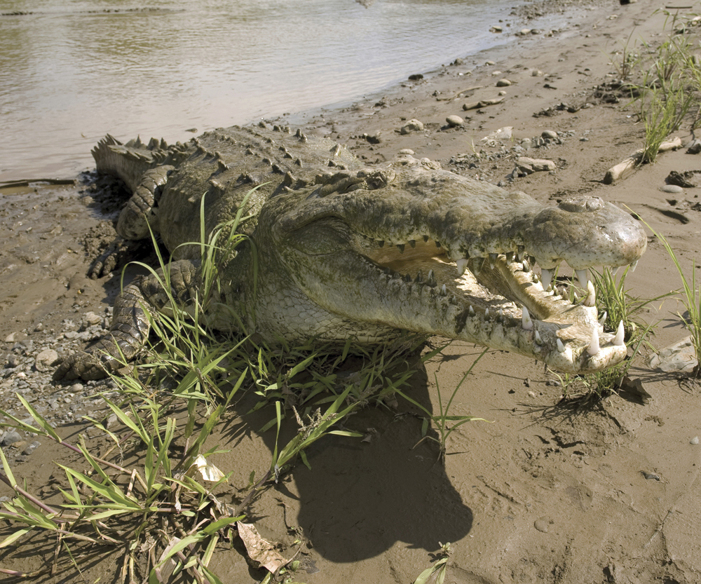 Image Credit Shutterstockcom A crocodile has lighter skin It is usually a - photo 12