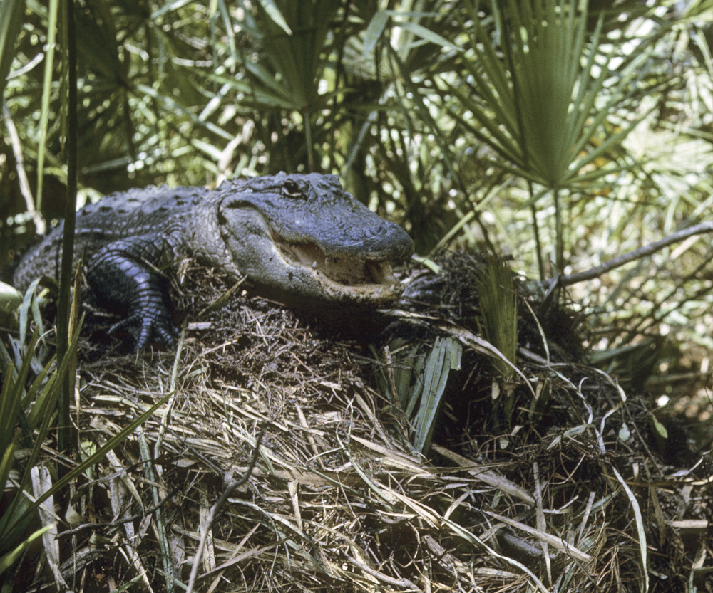 Image Credit Treat DavidonFLPAMinden Pictures How does a mother alligator - photo 13