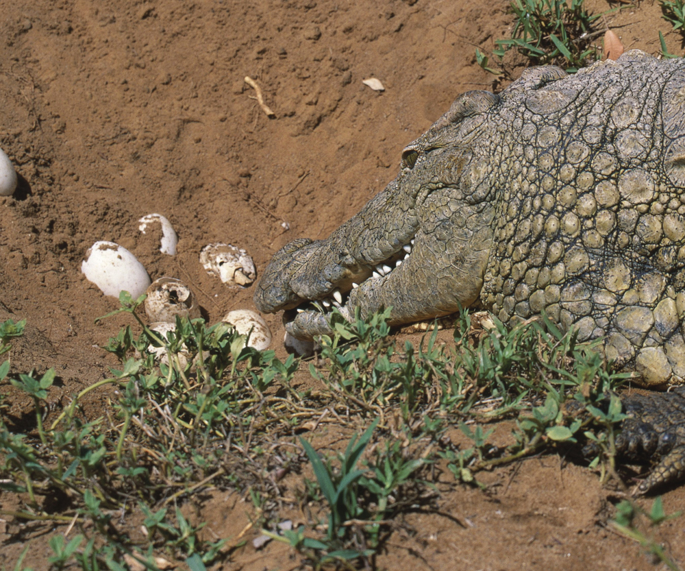 Image Credit Photo Researchers IncNigel J Dennis A mother crocodile digs a - photo 14