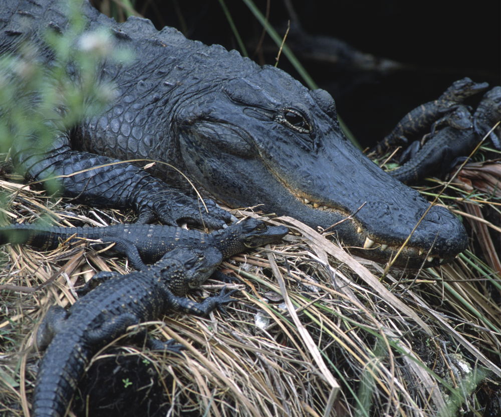 Image Credit natureplcom Adrian Davies A mother alligator takes care of her - photo 15
