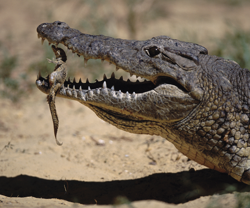 Image Credit NatureplcomAnup Shah When young crocodiles hatch their mother - photo 16