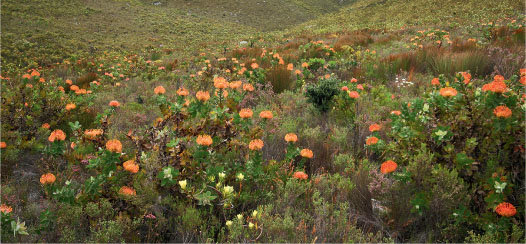 The Cape smallest of the worlds six floristic kingdoms is more or less - photo 2