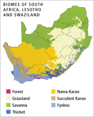 Vegetation can be described as the general effect produced by the growth forms - photo 3