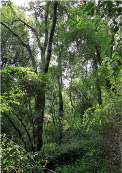 Forest is relatively poor in wild flowers A flowering poison bulb Boophane - photo 4