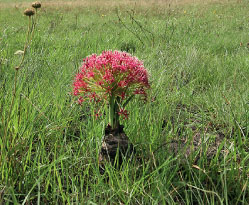 A flowering poison bulb Boophane disticha in grassland Grassland Biome - photo 5