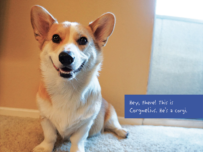 The Life of Corgnelius and Stumphrey The Cutest Corgis in the World - photo 4