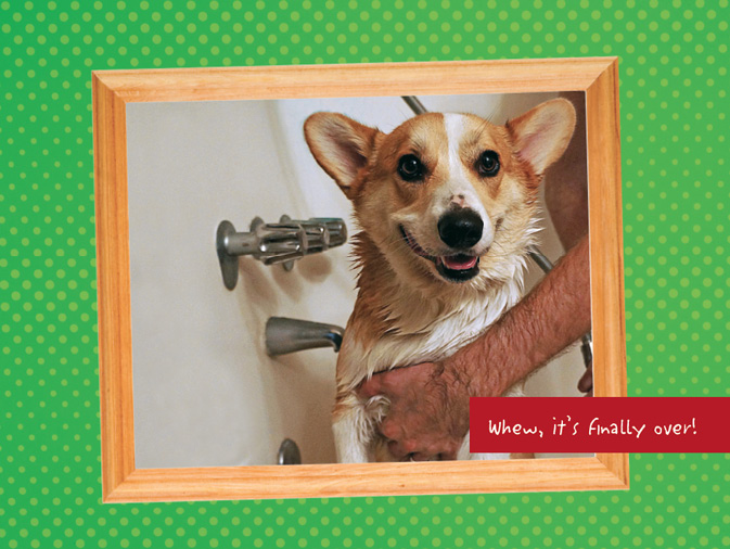 The Life of Corgnelius and Stumphrey The Cutest Corgis in the World - photo 10