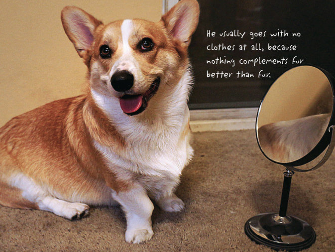 The Life of Corgnelius and Stumphrey The Cutest Corgis in the World - photo 14