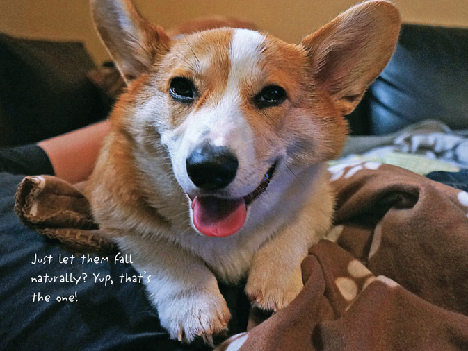 The Life of Corgnelius and Stumphrey The Cutest Corgis in the World - photo 17