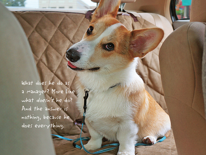 The Life of Corgnelius and Stumphrey The Cutest Corgis in the World - photo 20