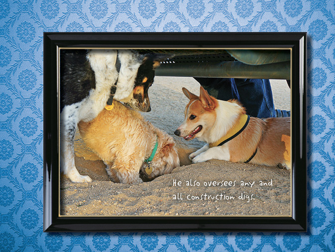 The Life of Corgnelius and Stumphrey The Cutest Corgis in the World - photo 22