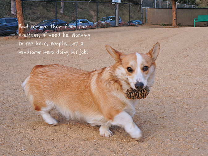 The Life of Corgnelius and Stumphrey The Cutest Corgis in the World - photo 24