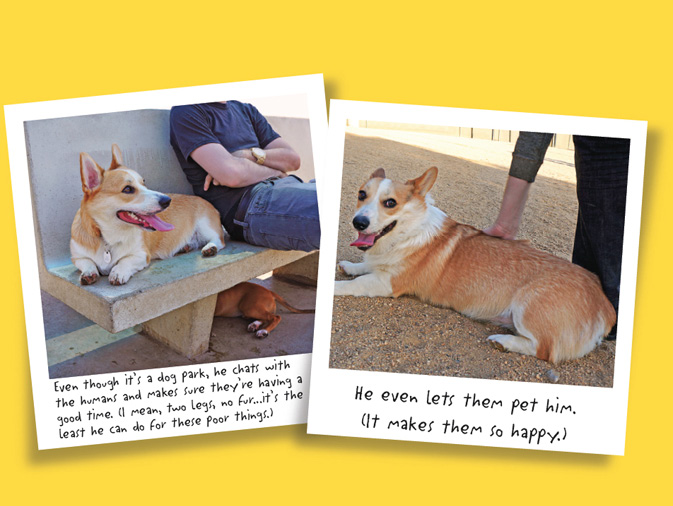 The Life of Corgnelius and Stumphrey The Cutest Corgis in the World - photo 25