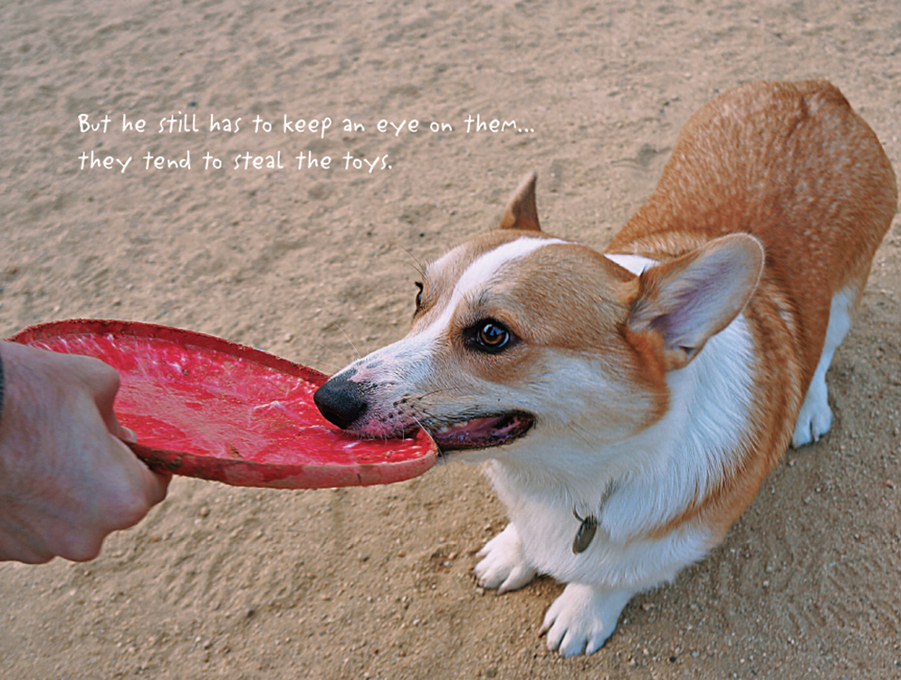 The Life of Corgnelius and Stumphrey The Cutest Corgis in the World - photo 26