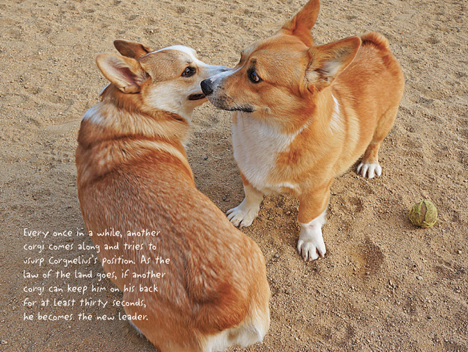 The Life of Corgnelius and Stumphrey The Cutest Corgis in the World - photo 29