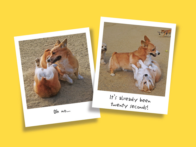 The Life of Corgnelius and Stumphrey The Cutest Corgis in the World - photo 30