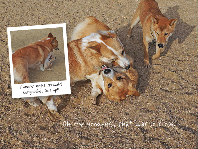 The Life of Corgnelius and Stumphrey The Cutest Corgis in the World - photo 31