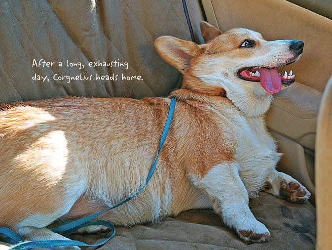 The Life of Corgnelius and Stumphrey The Cutest Corgis in the World - photo 34