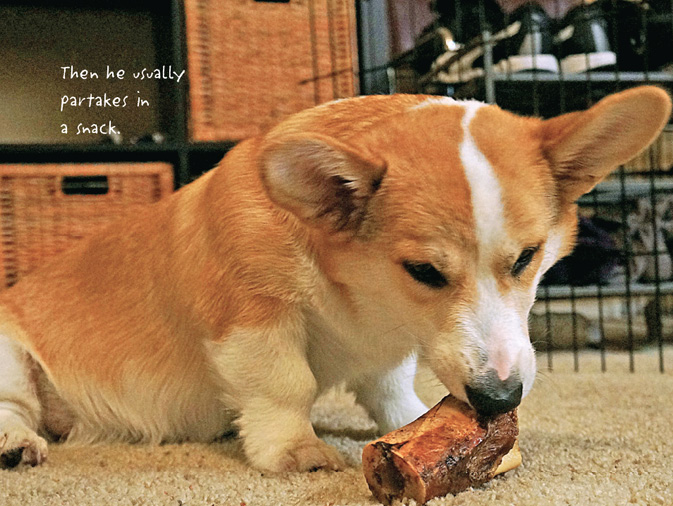 The Life of Corgnelius and Stumphrey The Cutest Corgis in the World - photo 37