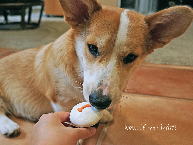 The Life of Corgnelius and Stumphrey The Cutest Corgis in the World - photo 42